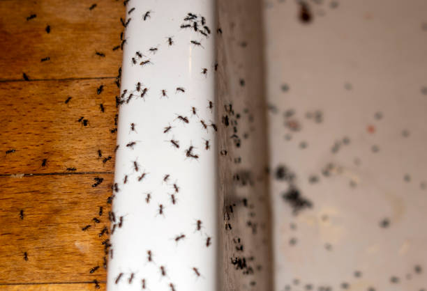 Best Mosquito Control Services  in Lonville, GA